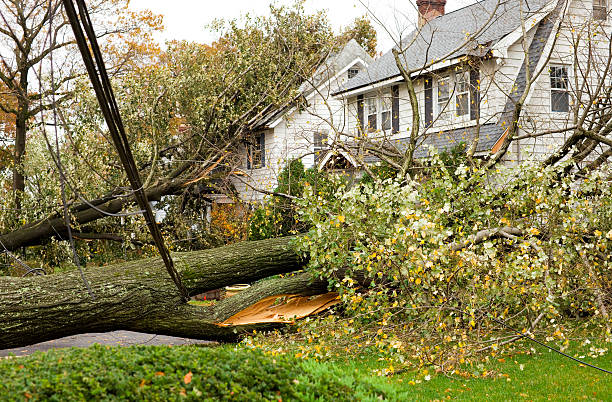 Who is responsible for the removal of fallen trees?